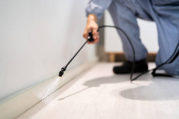 Certified termite inspector examining foundation in Ellisville