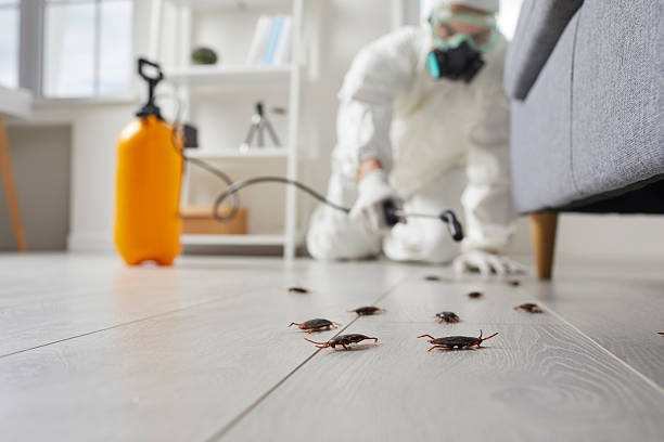 Post-Treatment Bed Bug Interceptor Monitoring in Ellisville